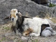 Hallan en isla española una cabra hermafrodita