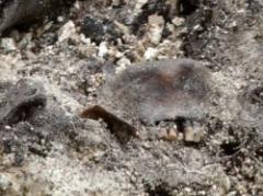 Caso Julio Castro: fiscal Guianze pidió procesamientos