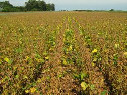 Preocupa soja, sorgo y girasol