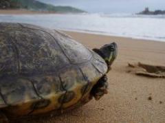 Ambientalistas combaten mercado negro de tortugas