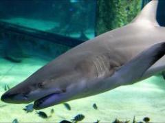 Descubren el tiburón híbrido en aguas de Australia