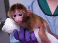 EEUU: Crean los primeros monos "quiméricos"