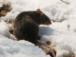 Ejército de ratas negras invade la isla de Montecristo