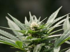 Operativo Corona: policía incauta 126 kilos de marihuana