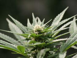 Operativo Corona: policía incauta 126 kilos de marihuana