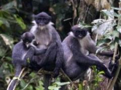 Borneo: hallan monos que se creían extintos