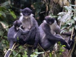 Borneo: hallan monos que se creían extintos