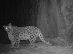 Se publicaron las primeras fotos del leopardo de las nieves