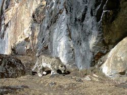 Se publicaron las primeras fotos del leopardo de las nieves