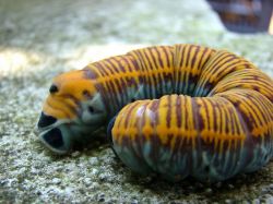 Gusanos inmortales ayudarían a combatir la vejez