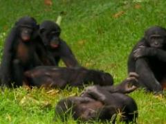 Las monas anuncian su homosexualidad con gritos