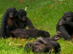 Las monas anuncian su homosexualidad con gritos