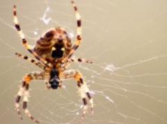 Hilos de araña transformados en cuerdas de violín