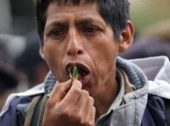 Campesinos mastican hoja de coca en apoyo a Evo Morales