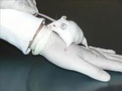 Recrean sistema inmunológico humano en ratones
