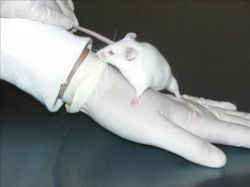 Recrean sistema inmunológico humano en ratones