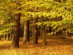 ¡Comenzó el otoño!