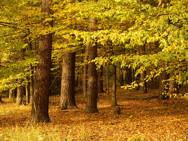 ¡Comenzó el otoño!