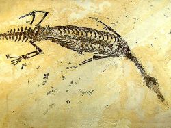 Hallan en Uruguay embriones de reptiles fósiles más antiguos