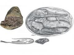 Científicos uruguayos hallaron los fósiles, no franceses