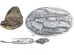 Científicos uruguayos hallaron los fósiles, no franceses