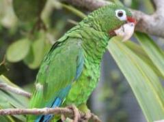 Recomendaciones para caza de especies zoológicas silvestres