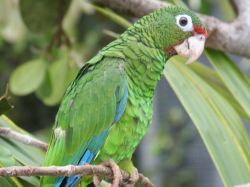 Recomendaciones para caza de especies zoológicas silvestres