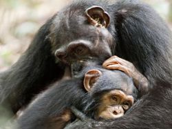 Vea la conmovedora historia real de un bebé chimpancé