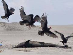 Misteriosa muerte de casi 900 delfines en Perú