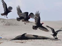 Misteriosa muerte de casi 900 delfines en Perú