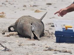 Misteriosa muerte de casi 900 delfines en Perú