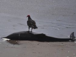 Misteriosa muerte de casi 900 delfines en Perú