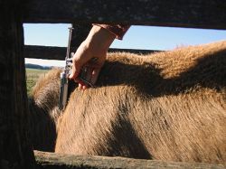 Vacuna contra fiebre aftosa a rodeo bovino en mayo