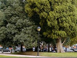 Nuevas herramientas para gestión del arbolado