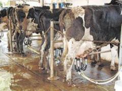 Crecieron las exportaciones de productos lácteos