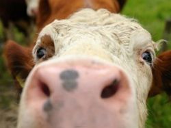 Un kilo de carne en Brasil equivale a 1.600 kms. de coche