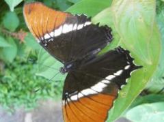 Las antenas de mariposas detectan explosivos