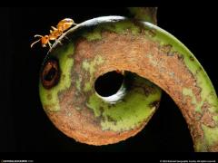 Día del Medio Ambiente