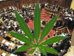 Proyectan para julio nueva ley de autocultivo de cannabis