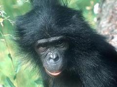 Bonobo, el simio más promiscuo y similar al hombre