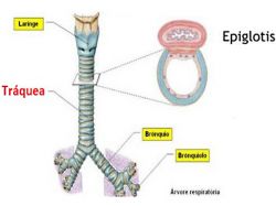 Epiglotitis: primer caso en 20 años alerta a especialistas