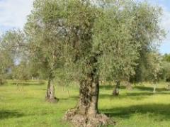 Gel de origen oliváceo podría evitar el contagio de VIH