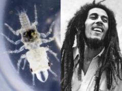 Marley tiene un parásito propio