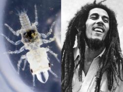 Marley tiene un parásito propio