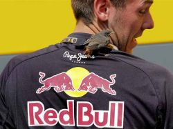 Red Bull: investigan mapa motor