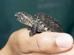 Primer nacimiento de tortugas lagarto en cautiverio