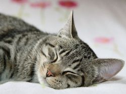 Gatos transmiten parásito que provoca conductas suicidas