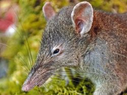 Descubrieron un roedor que no puede roer
