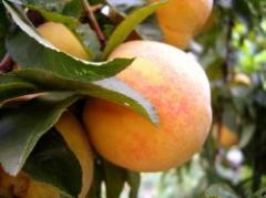 Alimento orgánico no es más nutritivo que el convencional