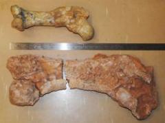 Hallan fósil de marsupial prehistórico en Australia